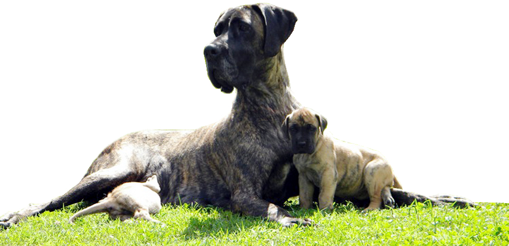 Alano con cuccioli